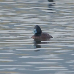 Oxyura australis (Blue-billed Duck) at Moss Vale, NSW - 14 Dec 2019 by Snowflake