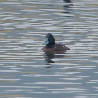 Oxyura australis (Blue-billed Duck) at Moss Vale - 14 Dec 2019 by Snowflake