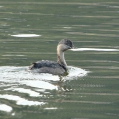 Poliocephalus poliocephalus (Hoary-headed Grebe) at Moss Vale, NSW - 15 Dec 2019 by Snowflake