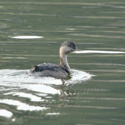 Poliocephalus poliocephalus (Hoary-headed Grebe) at Wingecarribee Local Government Area - 14 Dec 2019 by Snowflake