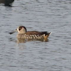 Malacorhynchus membranaceus (Pink-eared Duck) at Moss Vale, NSW - 15 Dec 2019 by Snowflake