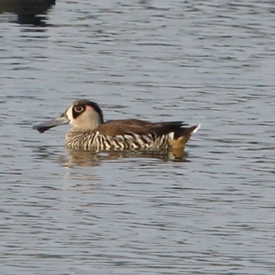 Malacorhynchus membranaceus (Pink-eared Duck) at Moss Vale - 14 Dec 2019 by Snowflake