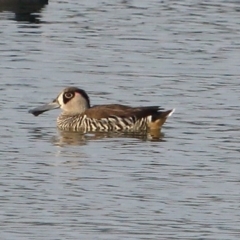 Malacorhynchus membranaceus (Pink-eared Duck) at Moss Vale, NSW - 14 Dec 2019 by Snowflake