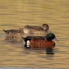Anas castanea (Chestnut Teal) at Moss Vale, NSW - 14 Dec 2019 by Snowflake