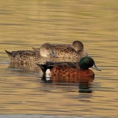 Anas castanea (Chestnut Teal) at Wingecarribee Local Government Area - 15 Dec 2019 by Snowflake