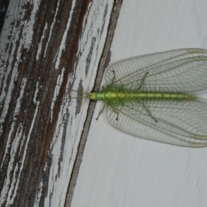 Nothancyla verreauxi at Ainslie, ACT - 16 Dec 2019 10:09 PM