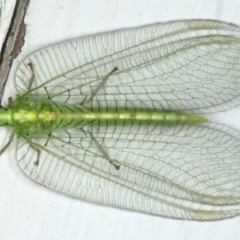 Nothancyla verreauxi at Ainslie, ACT - 16 Dec 2019 10:09 PM