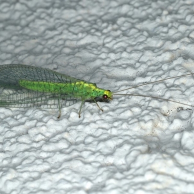 Apertochrysa edwardsi (A Green Lacewing) at Ainslie, ACT - 16 Dec 2019 by jbromilow50