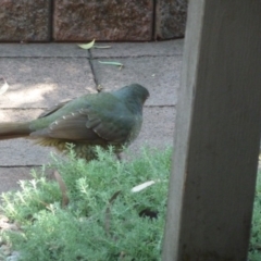 Ptilonorhynchus violaceus (Satin Bowerbird) at Aranda, ACT - 29 Mar 2013 by AndyRussell
