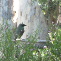 Ptilonorhynchus violaceus at Aranda, ACT - 29 Mar 2013