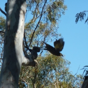 Ptilonorhynchus violaceus at Aranda, ACT - 29 Mar 2013