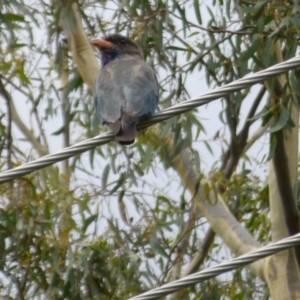 Eurystomus orientalis at Aranda, ACT - 12 Feb 2015 12:16 PM