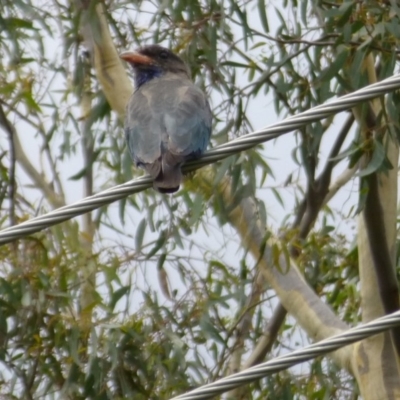 Eurystomus orientalis (Dollarbird) at Aranda, ACT - 12 Feb 2015 by AndyRussell