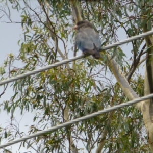 Eurystomus orientalis at Aranda, ACT - 12 Feb 2015 12:16 PM