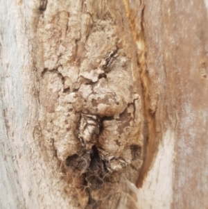 Eucalyptus globulus subsp. bicostata at Garran, ACT - 16 Nov 2019