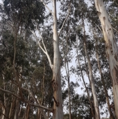 Eucalyptus globulus subsp. bicostata at Garran, ACT - 16 Nov 2019