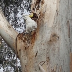 Eucalyptus globulus subsp. bicostata at Garran, ACT - 16 Nov 2019