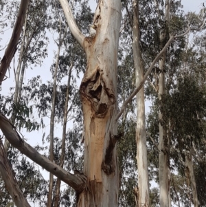 Eucalyptus globulus subsp. bicostata at Garran, ACT - 16 Nov 2019