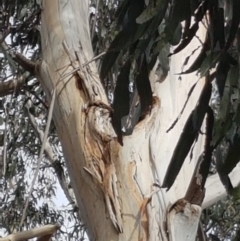 Eucalyptus globulus subsp. bicostata at Garran, ACT - 16 Nov 2019