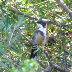 Acanthorhynchus tenuirostris (Eastern Spinebill) at Molonglo Valley, ACT - 14 Feb 2015 by AndyRussell