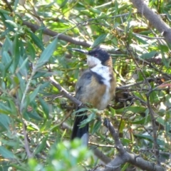 Acanthorhynchus tenuirostris (Eastern Spinebill) at Molonglo Valley, ACT - 15 Feb 2015 by AndyRussell