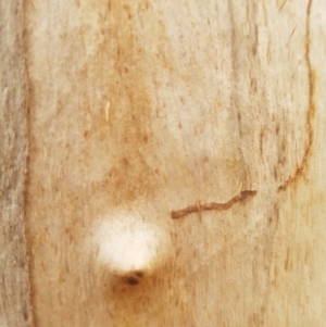 Eucalyptus globulus subsp. bicostata at Garran, ACT - 16 Nov 2019