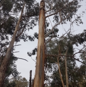 Eucalyptus globulus subsp. bicostata at Garran, ACT - 16 Nov 2019