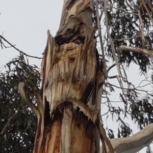 Eucalyptus globulus subsp. bicostata at Garran, ACT - 16 Nov 2019 04:40 PM