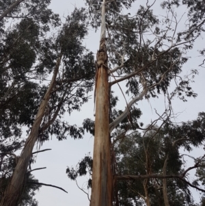 Eucalyptus globulus subsp. bicostata at Garran, ACT - 16 Nov 2019