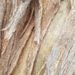 Eucalyptus bicostata (Southern Blue Gum, Eurabbie) at Federal Golf Course - 15 Dec 2019 by tmartine