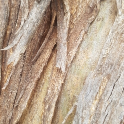 Eucalyptus bicostata (Southern Blue Gum, Eurabbie) at Garran, ACT - 15 Dec 2019 by tmartine