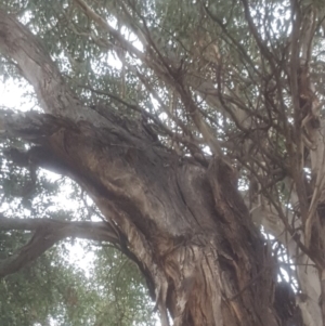 Eucalyptus globulus subsp. bicostata at Garran, ACT - 15 Dec 2019 02:02 PM