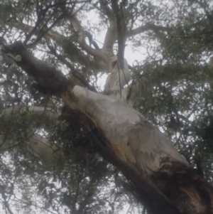 Eucalyptus globulus subsp. bicostata at Garran, ACT - 15 Dec 2019 02:02 PM