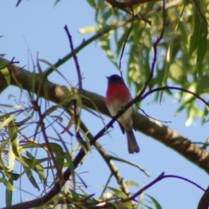 Petroica rosea at Aranda, ACT - 10 May 2013