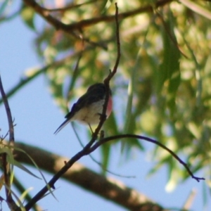 Petroica rosea at Aranda, ACT - 10 May 2013