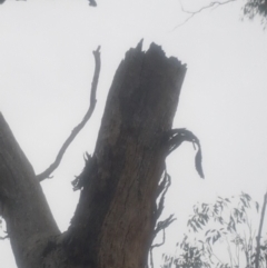 Eucalyptus melliodora at Garran, ACT - 15 Dec 2019