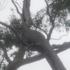 Eucalyptus melliodora at Garran, ACT - 15 Dec 2019 02:27 PM