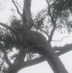 Eucalyptus melliodora at Garran, ACT - 15 Dec 2019