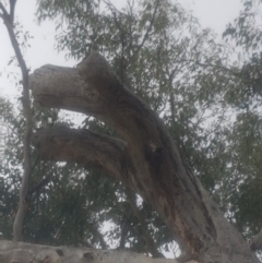 Eucalyptus melliodora at Garran, ACT - 15 Dec 2019