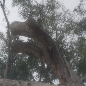 Eucalyptus melliodora at Garran, ACT - 15 Dec 2019 02:27 PM