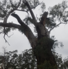 Eucalyptus melliodora at Garran, ACT - 15 Dec 2019