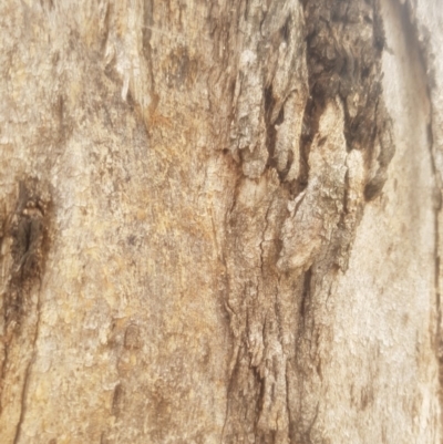 Eucalyptus melliodora (Yellow Box) at Garran, ACT - 15 Dec 2019 by tmartine