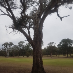 Eucalyptus melliodora at Garran, ACT - 15 Dec 2019