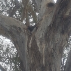 Eucalyptus melliodora at Garran, ACT - 15 Dec 2019