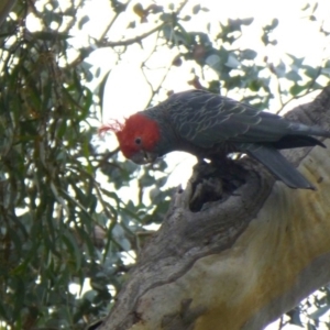 Callocephalon fimbriatum at Aranda, ACT - suppressed