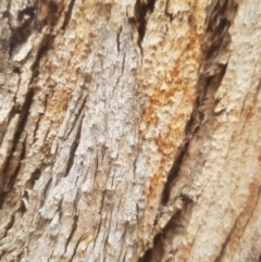 Eucalyptus sp. (dead tree) (Dead Hollow-bearing Eucalypt) at Federal Golf Course - 15 Dec 2019 by tmartine