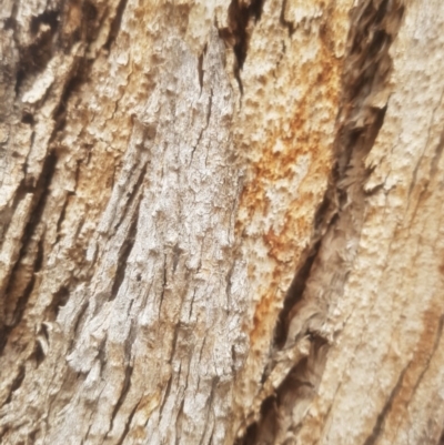Eucalyptus sp. (dead tree) (Dead Hollow-bearing Eucalypt) at Federal Golf Course - 15 Dec 2019 by tmartine