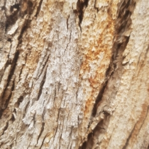 Eucalyptus sp. (dead tree) at Garran, ACT - 15 Dec 2019