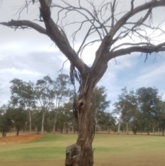 Eucalyptus sp. (dead tree) at Garran, ACT - 15 Dec 2019 02:37 PM