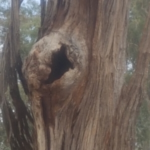 Eucalyptus sp. (dead tree) at Garran, ACT - 15 Dec 2019